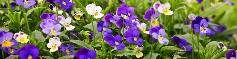 Pansies, Pansy, aViola, Annual Flowers